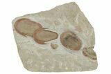 Harpides With Two Asaphellus Trilobites - Fezouata Formation #213181-1